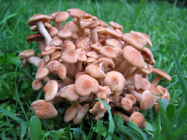 Il Genere Armillaria